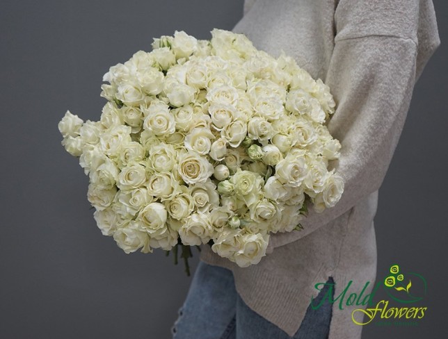 Trandafir de tufă alb/1ramura foto